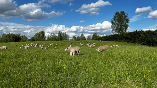 Odkryj Smak Mazur: Wybierz Lokalne Produkty z Gospodarstwa Ekologicznego Mazurska Jagnięcina na Swój Rejs Jachtem - zdjęcie 2