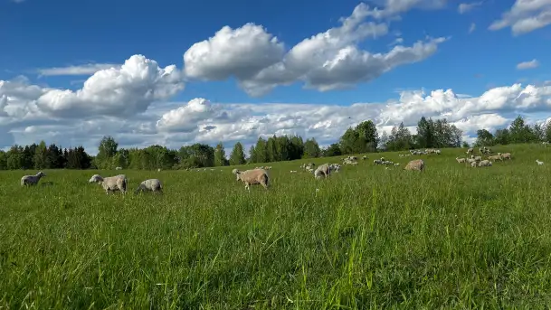 Odkryj Smak Mazur: Wybierz Lokalne Produkty z Gospodarstwa Ekologicznego Mazurska Jagnięcina na Swój Rejs Jachtem - zdjęcie 1