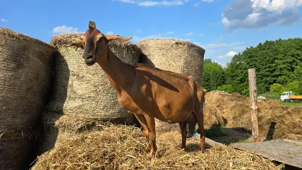 Chèvre au lait: Kozie Sery Tworzone z Pasją przez Panią Martę - zdjęcie 9