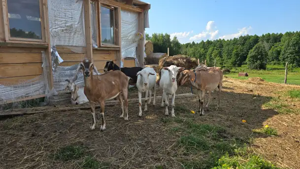Chèvre au lait: Kozie Sery Tworzone z Pasją przez Panią Martę - zdjęcie 8