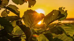 Zachód słońca nad jeziorem Święcajty, Ognisty Ptak, sierpień 2024 r. - zdjęcie 16