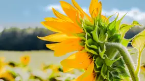 Mazurskie słoneczniki, sierpień 2024 r. - zdjęcie 7