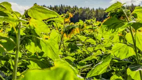 Mazurskie słoneczniki, sierpień 2024 r. - zdjęcie 18