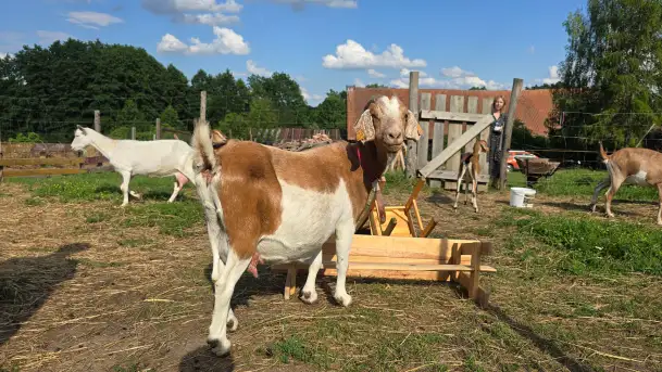 Odkryj Wyjątkowy Smak Kozich Serów od Pani Marty z Mazurskiej Firmy Chèvre au lait - zdjęcie 4