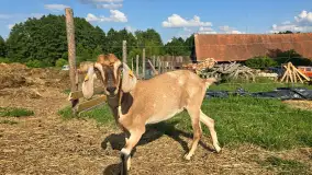 Odkryj Wyjątkowy Smak Kozich Serów od Pani Marty z Mazurskiej Firmy Chèvre au lait - zdjęcie 1
