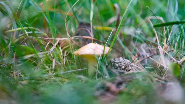 Grzybobranie z Ośrodkiem Wypoczynkowym Wodnik – Święto Lasu i Grzybów - zdjęcie 11