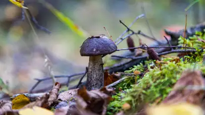 Grzybobranie z Ośrodkiem Wypoczynkowym Wodnik – Święto Lasu i Grzybów