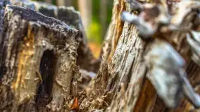 Puszcza Piska na początku września 2024 r. - zdjęcie 43