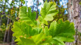 Puszcza Piska na początku września 2024 r. - zdjęcie 45