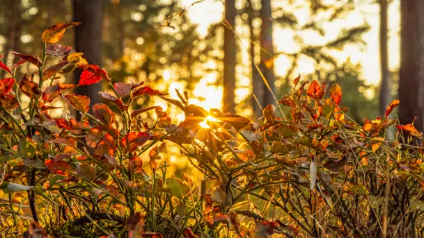 Puszcza Piska na początku września 2024 r. - zdjęcie 7