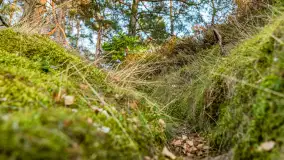 Puszcza Piska na początku września 2024 r. - zdjęcie 36