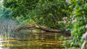 Puszcza Piska na początku września 2024 r. - zdjęcie 107