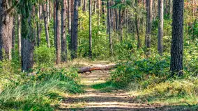 Puszcza Piska na początku września 2024 r. - zdjęcie 66