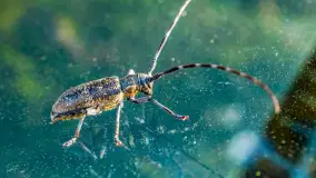 Puszcza Piska na początku września 2024 r. - zdjęcie 39