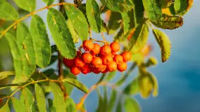 Puszcza Piska na początku września 2024 r. - zdjęcie 92