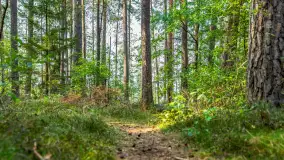 Puszcza Piska na początku września 2024 r. - zdjęcie 111