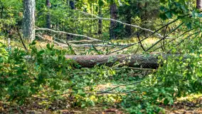 Puszcza Piska na początku września 2024 r. - zdjęcie 106