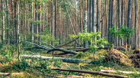 Puszcza Piska na początku września 2024 r. - zdjęcie 101