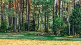 Puszcza Piska na początku września 2024 r. - zdjęcie 134