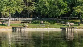 Koniki Polskie na bindudze Tarpan II, wrzesień 2024 r. - zdjęcie 11