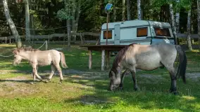 Koniki Polskie na bindudze Tarpan II, wrzesień 2024 r. - zdjęcie 21