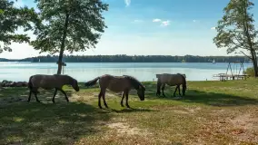 Koniki Polskie na bindudze Tarpan II, wrzesień 2024 r. - zdjęcie 2