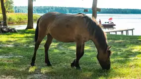 Koniki Polskie na bindudze Tarpan II, wrzesień 2024 r. - zdjęcie 22