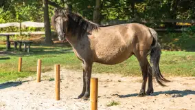 Koniki Polskie na bindudze Tarpan II, wrzesień 2024 r. - zdjęcie 12