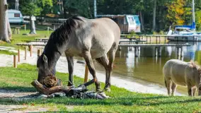 Koniki Polskie na bindudze Tarpan II, wrzesień 2024 r. - zdjęcie 5