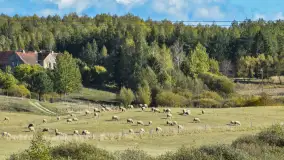 Fotorelacja z Mazurskiego Redyku w Sołdanach, październik 2024 - zdjęcie 22