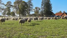 Fotorelacja z Mazurskiego Redyku w Sołdanach, październik 2024 - zdjęcie 43