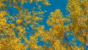 Jesień nad jeziorem Niegocin, październik 2024 r. - zdjęcie 13