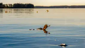 Jesień nad jeziorem Niegocin, październik 2024 r. - zdjęcie 30