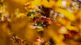 Jesień nad jeziorem Niegocin, październik 2024 r. - zdjęcie 8