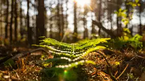 Kolory Mazur w drugiej połowie listopada, 2024 r. - zdjęcie 17