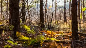 Kolory Mazur w drugiej połowie listopada, 2024 r. - zdjęcie 3