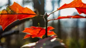 Kolory Mazur w drugiej połowie listopada, 2024 r. - zdjęcie 10