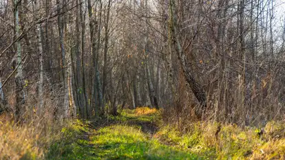 Kolory Mazur w drugiej połowie listopada, 2024 r.