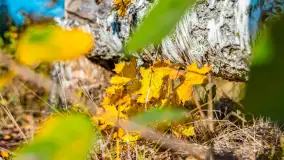 Podsumowanie mazurskiej, złotej jesieni 2024, cz. I - zdjęcie 36