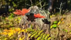 Podsumowanie mazurskiej, złotej jesieni 2024, cz. I - zdjęcie 25