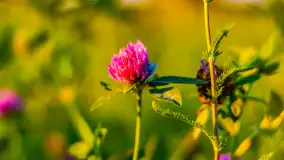 Sierpniowy zachód słońca, jezioro Kisajno i mazurska przyroda - zdjęcie 8