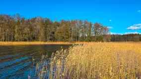 Łabędzi Ostrów w Pięknej Górze w jesiennych barwach - zdjęcie 2