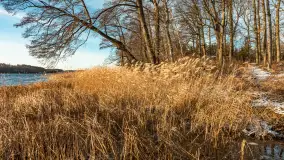 Łabędzi Ostrów w Pięknej Górze w zimowej aurze, styczeń 2025 r. - zdjęcie 33