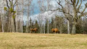 Przedwiośnie w Puszczy Boreckiej, kwiecień 2021 r. - zdjęcie 14
