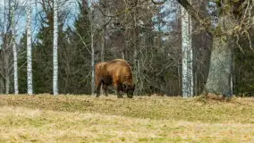 Przedwiośnie w Puszczy Boreckiej, kwiecień 2021 r. - zdjęcie 19