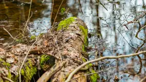 Przedwiośnie w Puszczy Boreckiej, kwiecień 2021 r. - zdjęcie 36