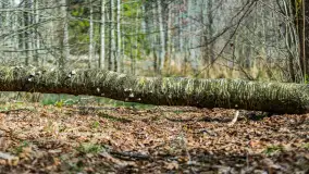 Przedwiośnie w Puszczy Boreckiej, kwiecień 2021 r. - zdjęcie 27