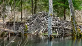 Przedwiośnie w Puszczy Boreckiej, kwiecień 2021 r. - zdjęcie 8