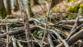 Przedwiośnie w Puszczy Boreckiej, kwiecień 2021 r. - zdjęcie 31