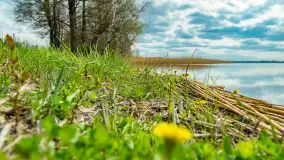 Jezioro Gawlik na początku później wiosny, maj 2021 r. - zdjęcie 1